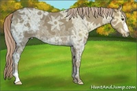 Horse Color:Chocolate Palomino Ice 