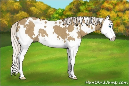 Horse Color: White Spotted Silver Smoky Grullo Splash 