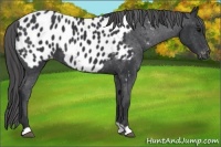 Horse Color:Black Appaloosa 