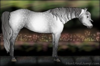 Horse Color:Gray Black Appaloosa 