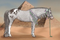 Horse Color:Liver Chestnut Blanket 