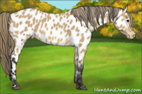Horse Color:Buckskin Appaloosa 