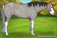Horse Color:Grullo Roan Splash