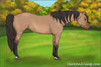 Horse Color:Bay Dun Rabicano 