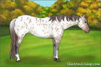 Horse Color:White Spotted Bay Dun Appaloosa Rabicano 