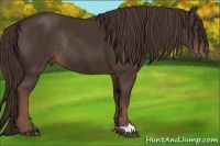 Horse Color:Liver Chestnut Rabicano 