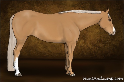 Horse Color: Palomino 