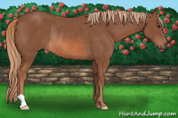 Horse Color:Chestnut Rabicano 