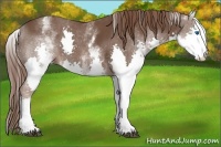 Horse Color:White Spotted Liver Chestnut Splash 