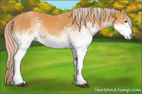 Horse Color:White Spotted Palomino Sabino Rabicano 