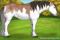 Horse Color:Bay Splash 