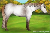 Horse Color:Gray Chestnut 