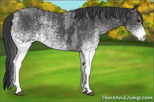 Horse Color:Unknown 