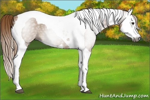 Horse Color:Gray Chestnut Splash Tobiano 