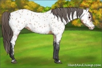 Horse Color:Bay Roan Splash Appaloosa 