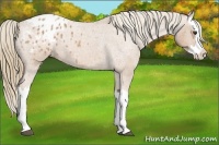 Horse Color:Red Roan Splash Appaloosa 