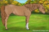 Horse Color:Chestnut Rabicano 