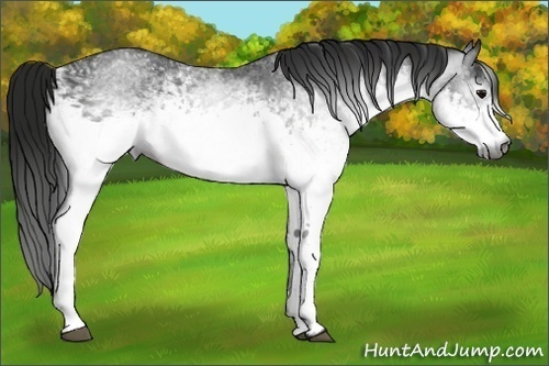 Horse Color:Gray White Spotted Black Rabicano 