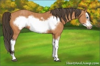 Horse Color:Bay Splash Frame Brindle
