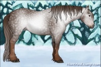 Horse Color:Gray Chestnut 
