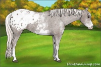 Horse Color:White Spotted Silver Black Appaloosa 