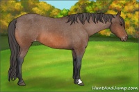 Horse Color:Bay Appaloosa 