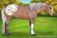 Horse Color:Silver Brown Blanket 