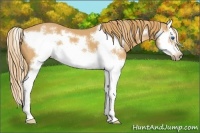 Horse Color:Chestnut Splash Frame 