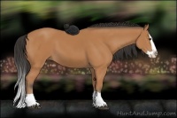 Horse Color:Bay Splash 