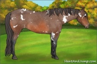 Horse Color:White Spotted Bay Blanket Rabicano 