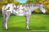Horse Color:White Spotted Grullo Blanket 