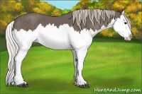 Horse Color:Silver Black Splash 