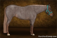 Horse Color:Liver Red Roan 