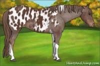 Horse Color:Liver Chestnut Tobiano Blanket 