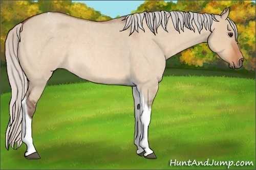 Horse Color: Silver Bay Roan Dun Tobiano 