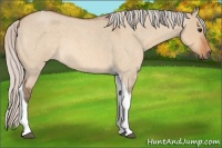 Horse Color:Silver Bay Roan Dun Tobiano