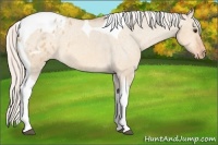 Horse Color:Silver Bay Dun Tobiano Appaloosa 