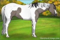 Horse Color:Grullo Tobiano