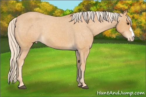 Horse Color: Chocolate Palomino Roan Mushroom Varnish Rabicano 