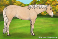 Horse Color:Chocolate Palomino Roan Mushroom Appaloosa Rabicano 