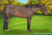 Horse Color:Bay Sabino Varnish Rabicano 