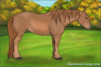Horse Color:Chestnut Rabicano 