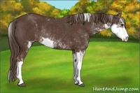 Horse Color:Liver Chestnut Sabino Rabicano 