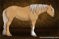 Horse Color:Palomino Rabicano