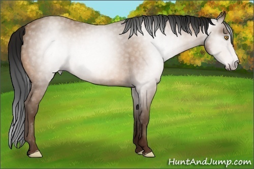 Horse Color:Unknown 