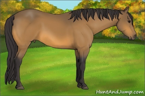Horse Color: Buckskin Sabino 