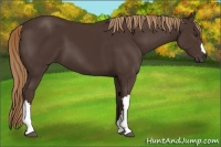Horse Color:Liver Chestnut 