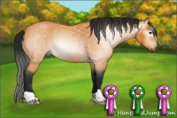 Horse Color:Gray Buckskin Roan 