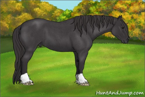 Horse Color: Smoky Blue Roan 