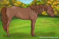 Horse Color:Red Roan 